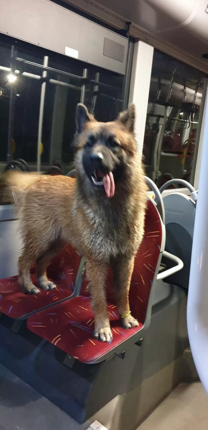 Водитель автобуса увидел на обочине собаку — и не смог проехать мимо
